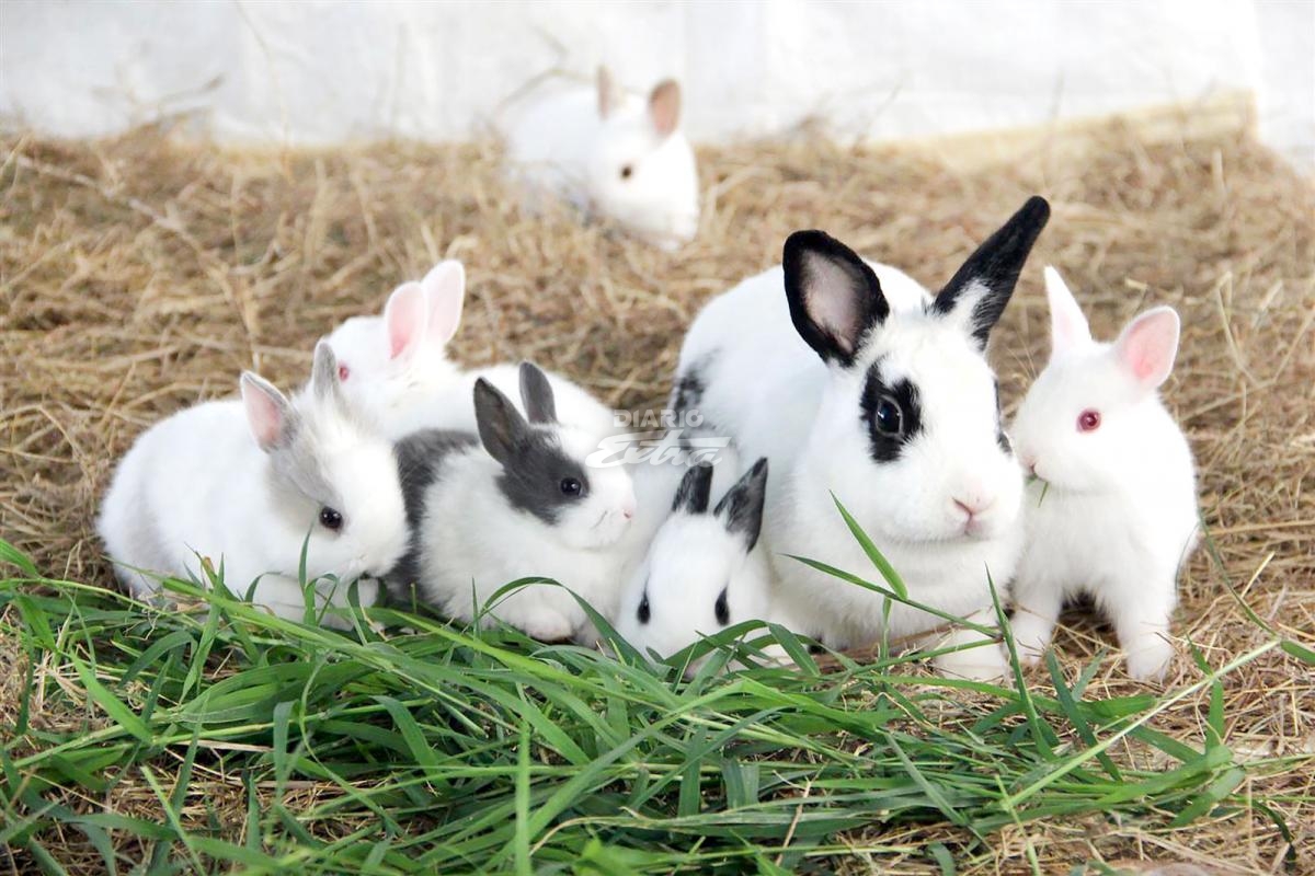 Diario Extra - ¿Sabe cuidar crías de conejo?